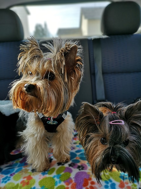 Travel Carrier: Pet Dog Car Seat