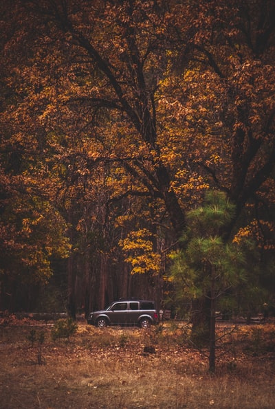 A person driving a forest